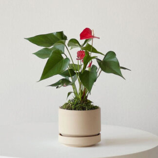 Anthurium – King of hearts
