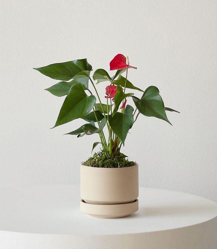 Anthurium – King of hearts 1 Anthurium – King of hearts