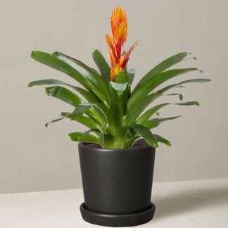 Bromeliad Vriesea
