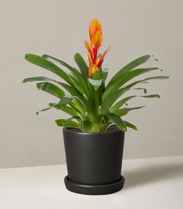 Bromeliad Vriesea 1 Bromeliad Vriesea